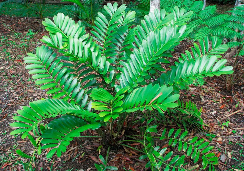 Замія карликова Замія карликова