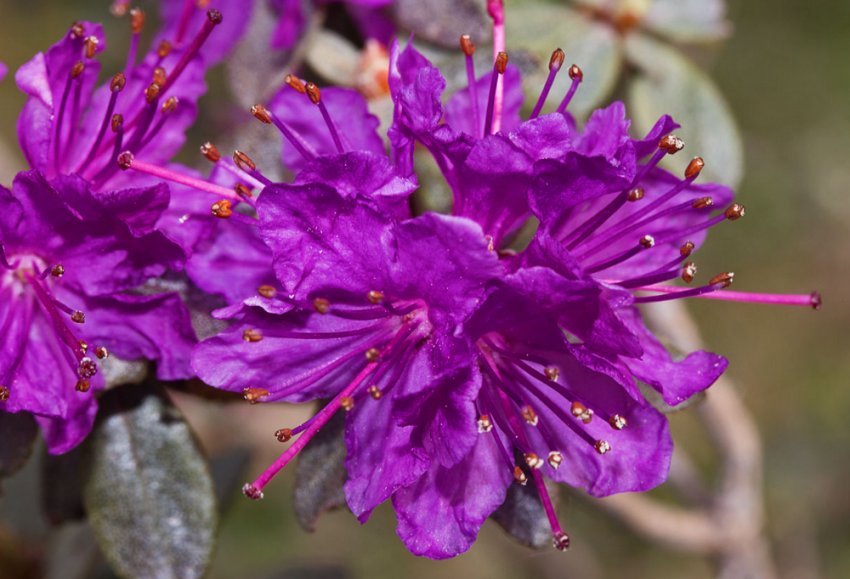 Рододендрон дрібнолистий Рододендрон дрібнолистий