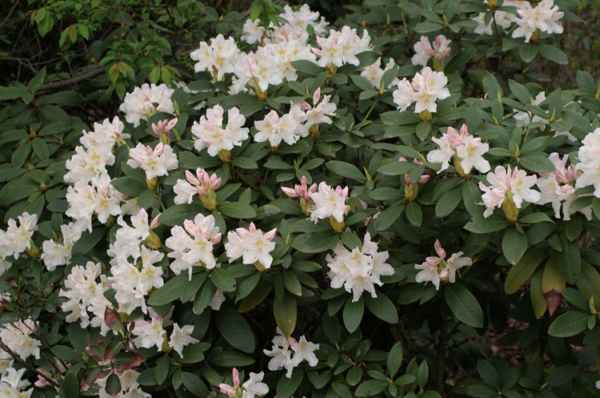 Рододендрон Каннінгемс Уайт Рододендрон Каннінгемс Уайт