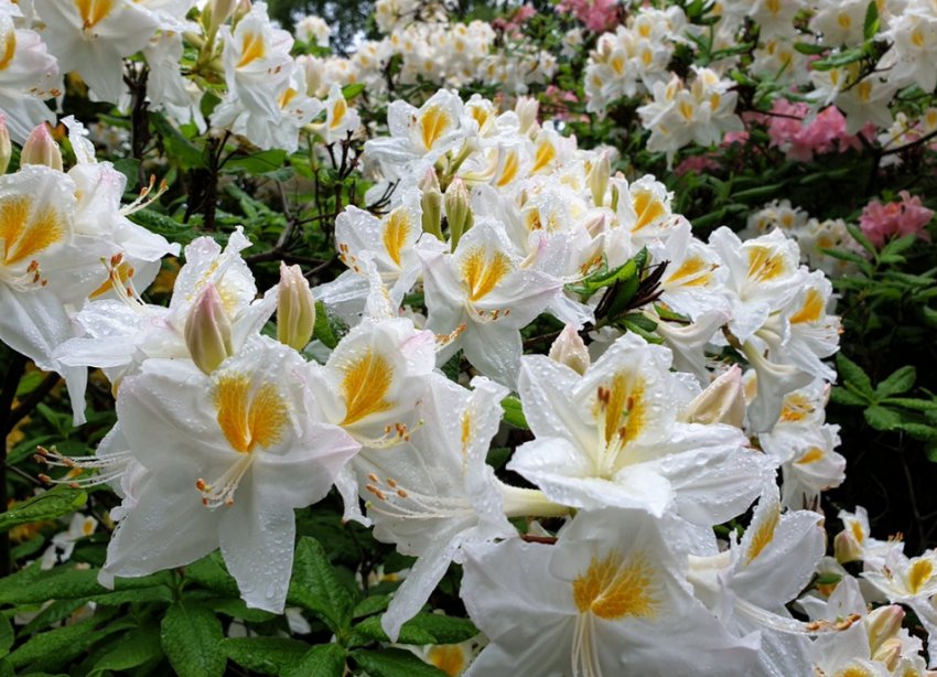 Рододендрон Persil Рододендрон Persil