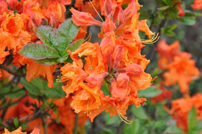 Рододендрон Гібралтар Рододендрон Гібралтар