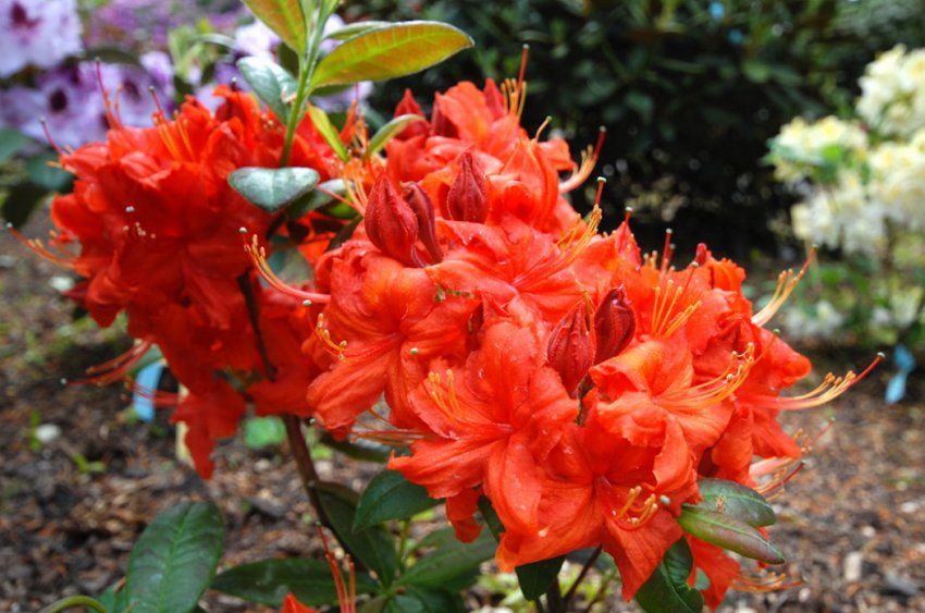 Рододендрон Fireball Рододендрон Fireball