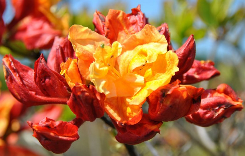 Рододендрон Sunte Nectarine Рододендрон Sunte Nectarine