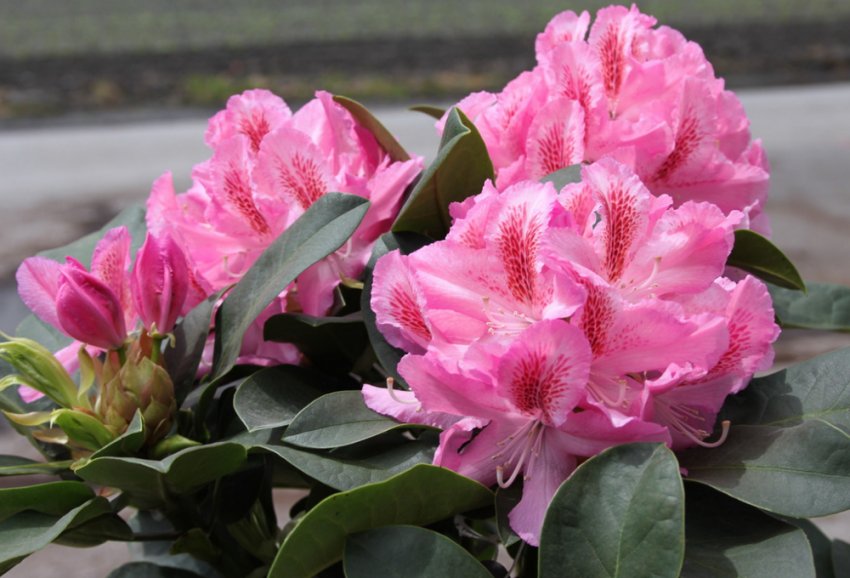 Рододендрон Furnivall’s Daughter Рододендрон Furnivall’s Daughter