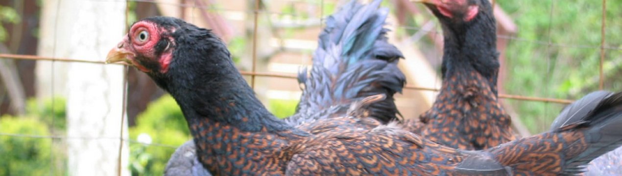 Порода курей корніш: характеристика, розведення в домашніх умовах
