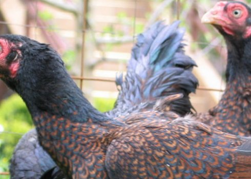 Порода курей корніш: характеристика, розведення в домашніх умовах