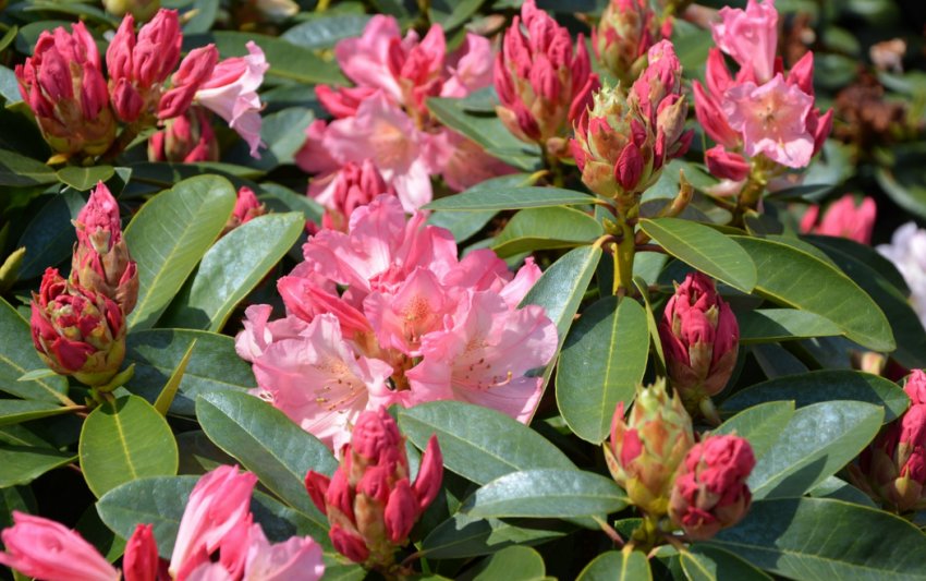 Рододендрон Діана Рододендрон Діана