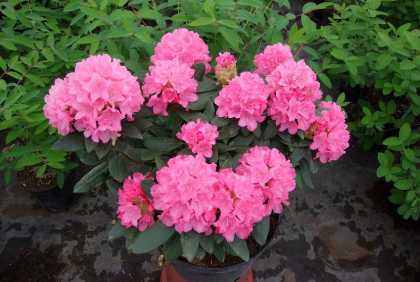 Рододендрон Krolowa Bona Рододендрон Krolowa Bona