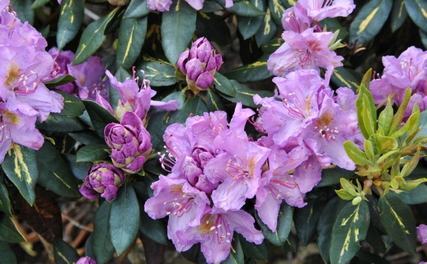 Рододендрон Голдфліммер Рододендрон Голдфліммер