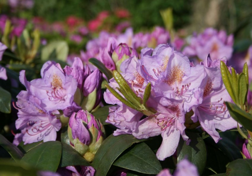 Рододендрон Бурсалт Рододендрон Бурсалт