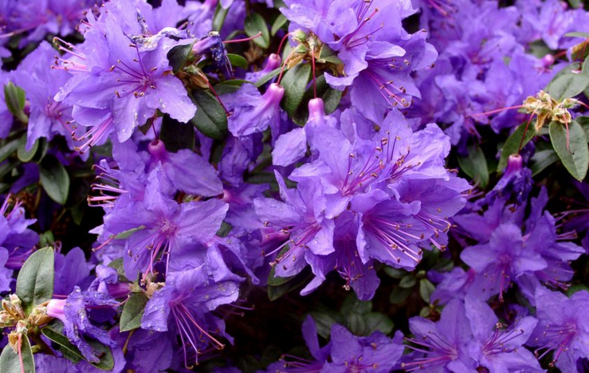 Рододендрон Блю Тіт Рододендрон Блю Тіт