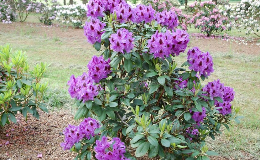 Рододендрон Пітер Алан Рододендрон Пітер Алан