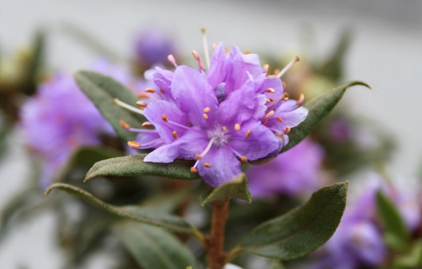 Рододендрон Азурвольке Рододендрон Азурвольке