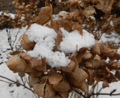 Подготовка гортензии к зиме в Сибири