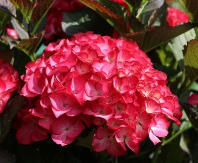 Усе про гортензію Ред Енджел