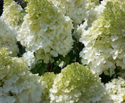Когда и сколько цветёт гортензия метельчатая