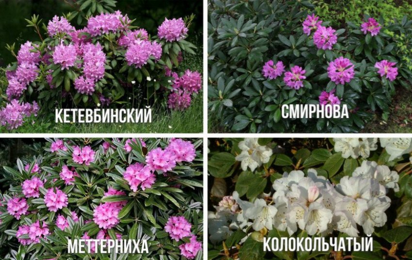 Рододендрон в ландшафтном дизайне с чем сочетается. Смотреть фото Рододендрон в ландшафтном дизайне с чем сочетается. Смотреть картинку Рододендрон в ландшафтном дизайне с чем сочетается. Картинка про Рододендрон в ландшафтном дизайне с чем сочетается. Фото Рододендрон в ландшафтном дизайне с чем сочетается