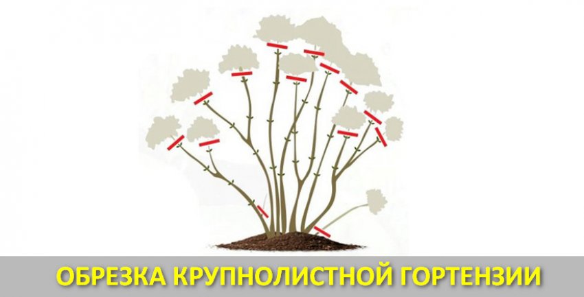 Обрізка крупнолистої гортензії Обрізка крупнолистої гортензії