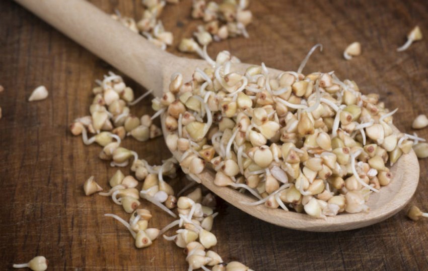 Проросле насіння гречки