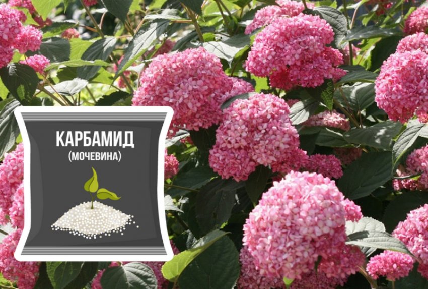 Подкормка гортензии