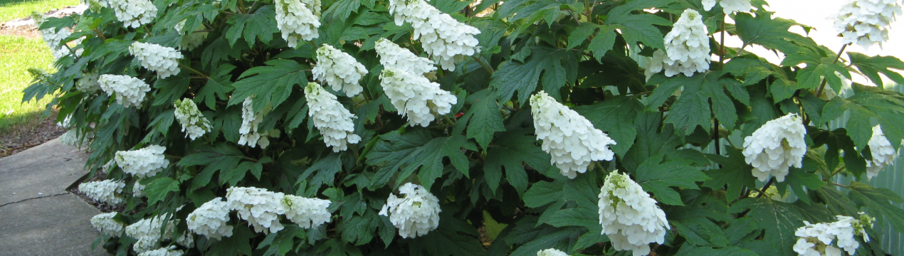 Описание сортов дуболистной гортензии, посадка и уход
