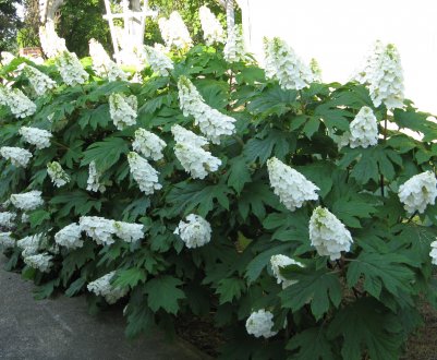Описание сортов дуболистной гортензии, посадка и уход