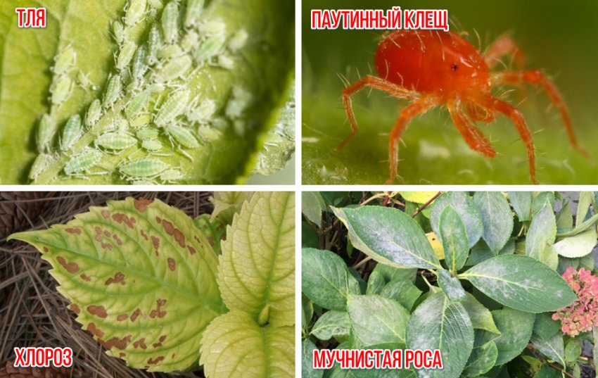 Болезни и вредители гортензии