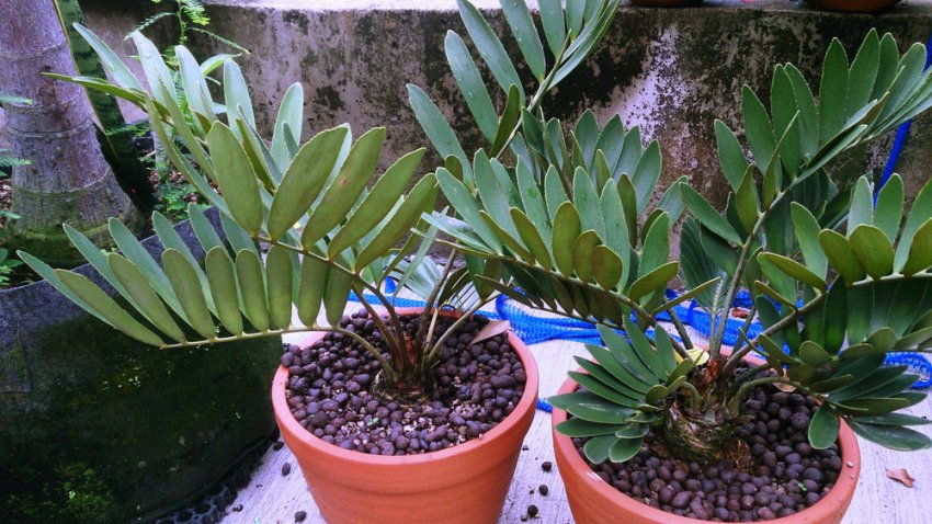 Замія широколиста Замія широколиста