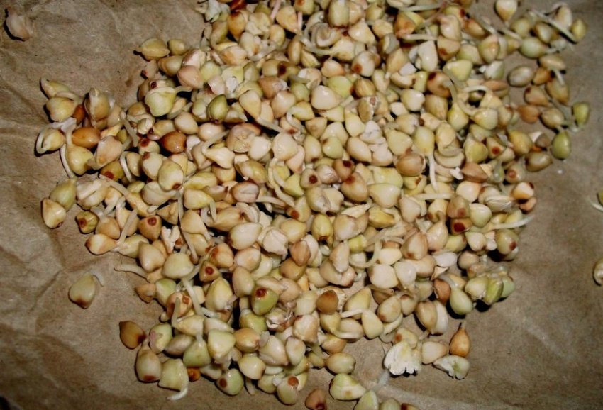 Пророщування гречки