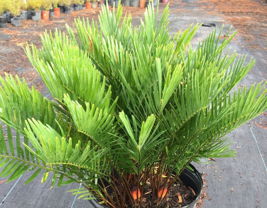 Замія флоридська Замія флоридська