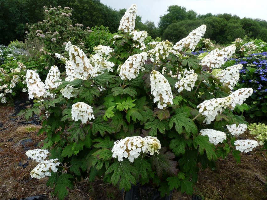 Гортензия Сноу Куин