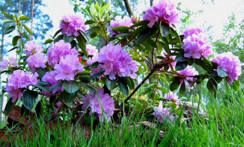 Кущ рододендрона Еліт