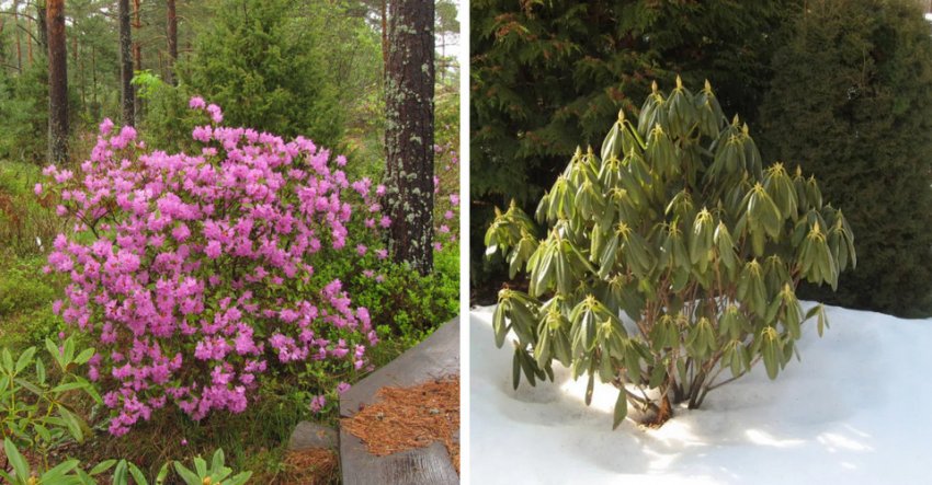 Кущ рододендрона влітку і взимку