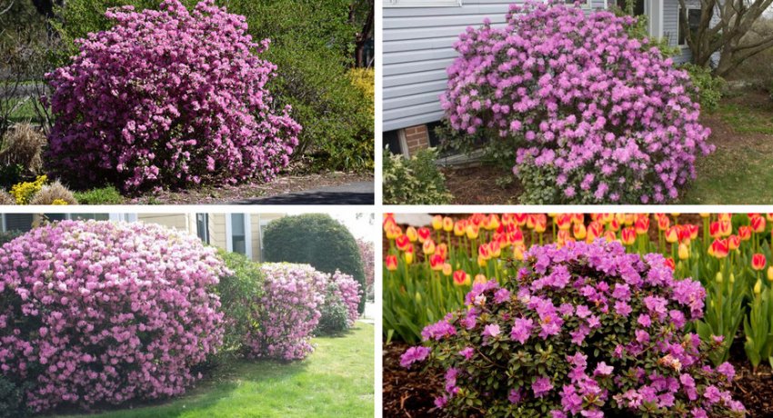 Гортензія сорту Еліт в ландшафтному дизайні