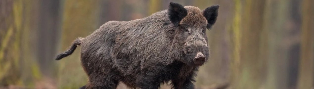 Росія посилює захист від АЧС на кордонах з КНР