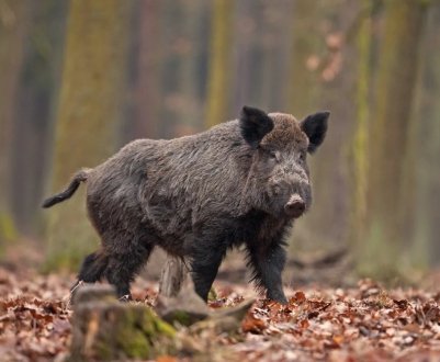 Росія посилює захист від АЧС на кордонах з КНР