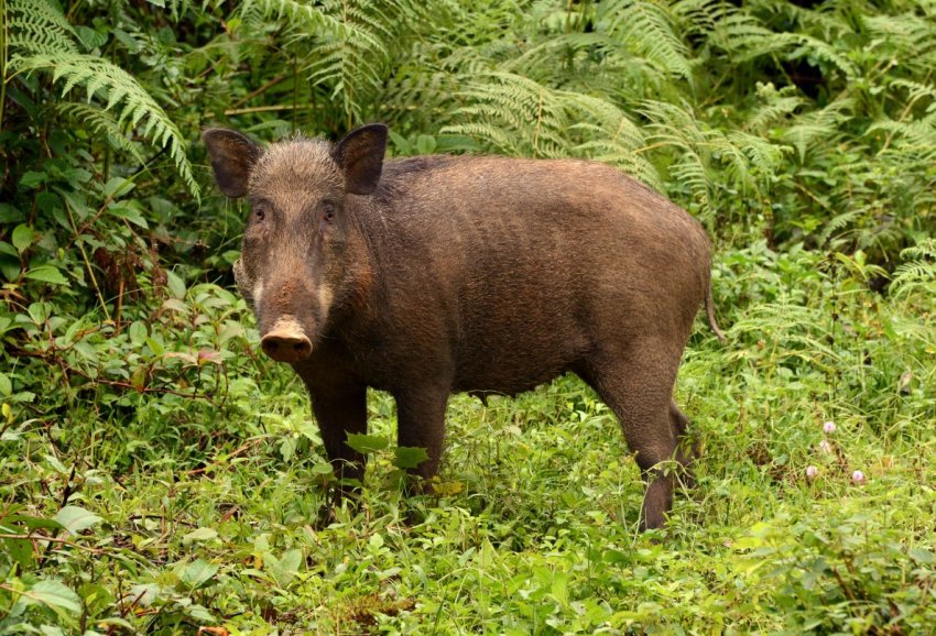 Росія посилює захист від птахохвороби на кордоні з КНР