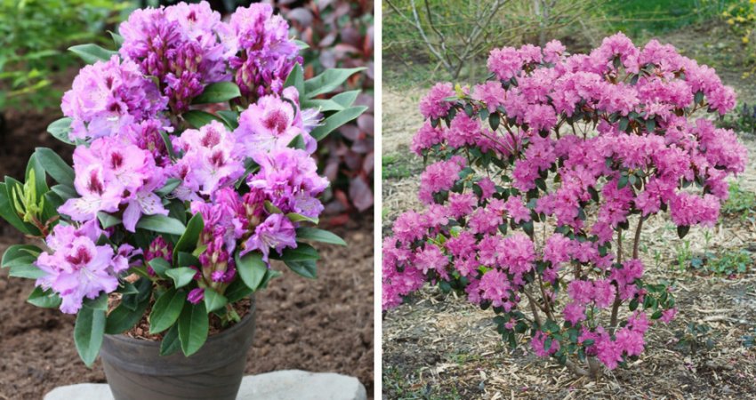Рододендрон, посаджений в горщок і в відкритий грунт