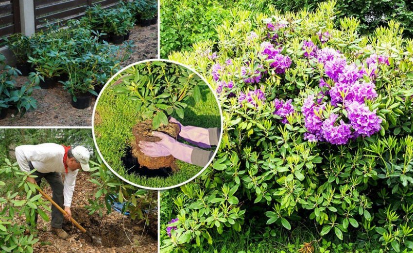 Місце посадки рододендрона