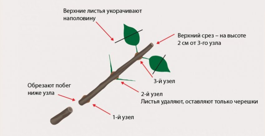 Как правильно нарезать черенки
