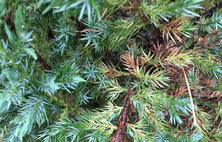 Альтернариоз можжевельника
