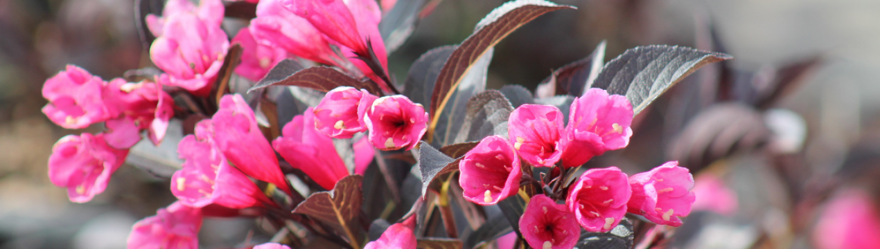 Застосування, посадка вейгели квітучої Александра та догляд за нею