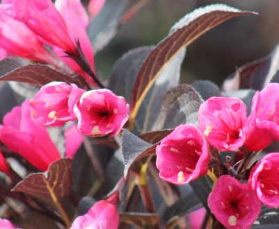 Застосування, посадка вейгели квітучої Александра та догляд за нею