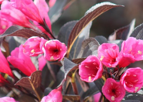 Застосування, посадка вейгели квітучої Александра та догляд за нею