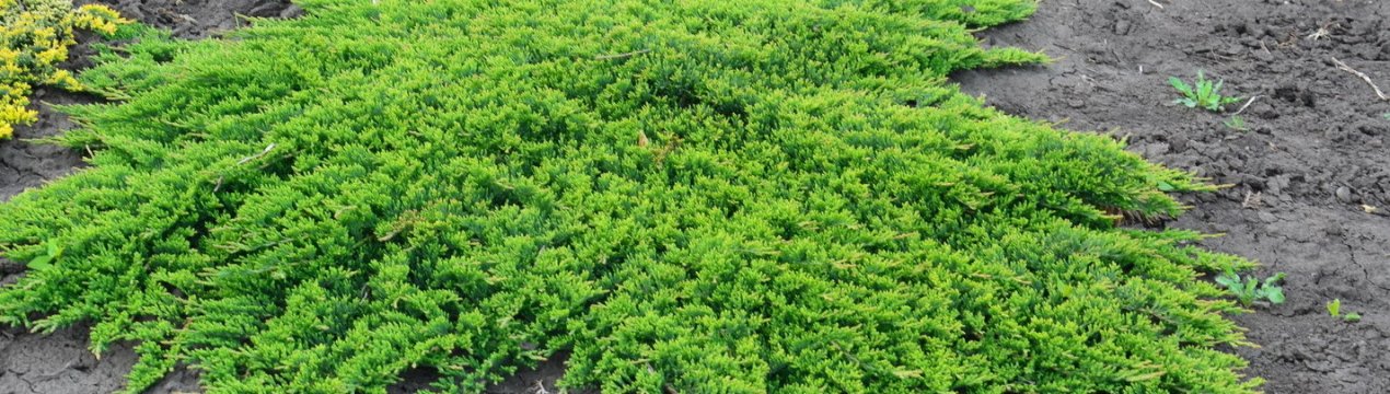 Всё о можжевельнике Принц Уэльский