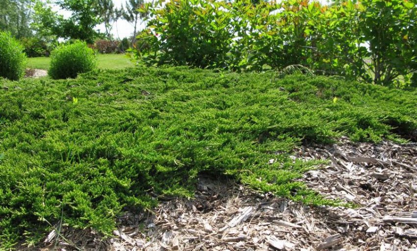 Можжевельник горизонтальный Принц Уэльский Можжевельник горизонтальный Принц Уэльский