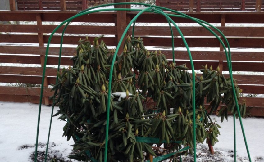 Каркас для прикриття рододендрона