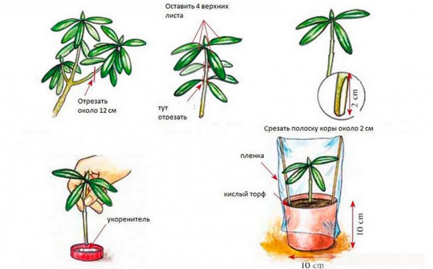 Розмноження рододендрона черенками