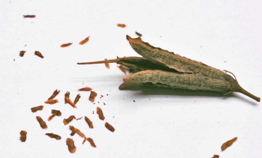 Семена рододендрона