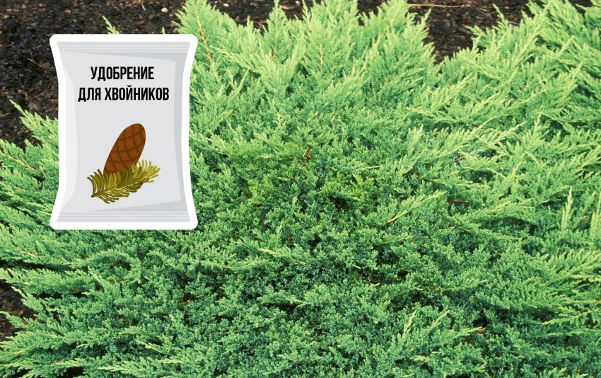 Подкормка можжевельника принц Уэльский Подкормка можжевельника принц Уэльский
